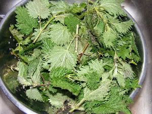 nettles.jpg
