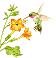  photo beijaflor2.gif