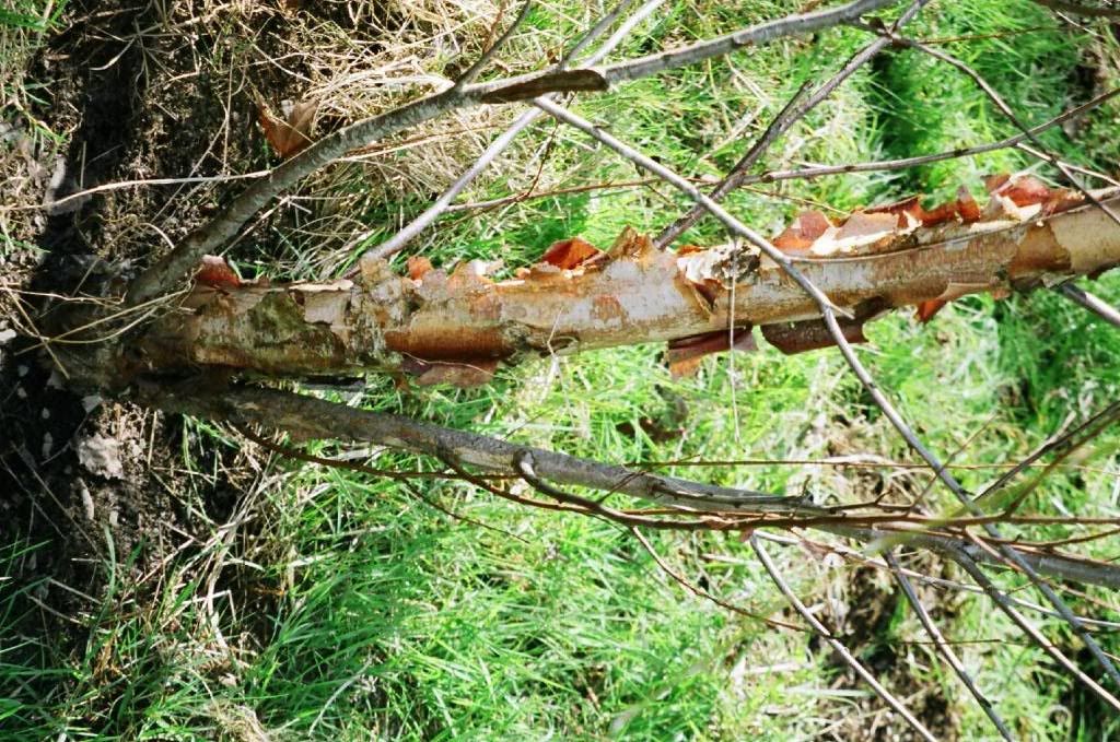 Transplanting River Birch