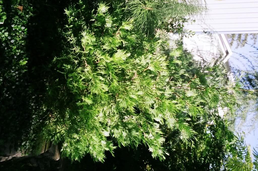 how to id incense cedar and western red cedar