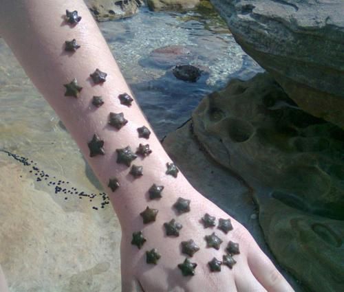 BabyStarfish.jpg