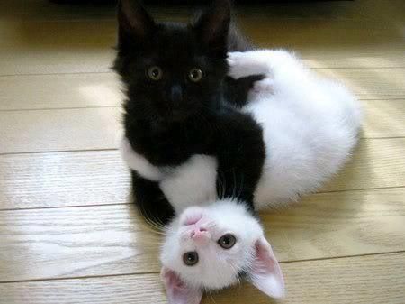 Cute-Cats-Hugs---Cute-Kitties-Hugs-2.jpg