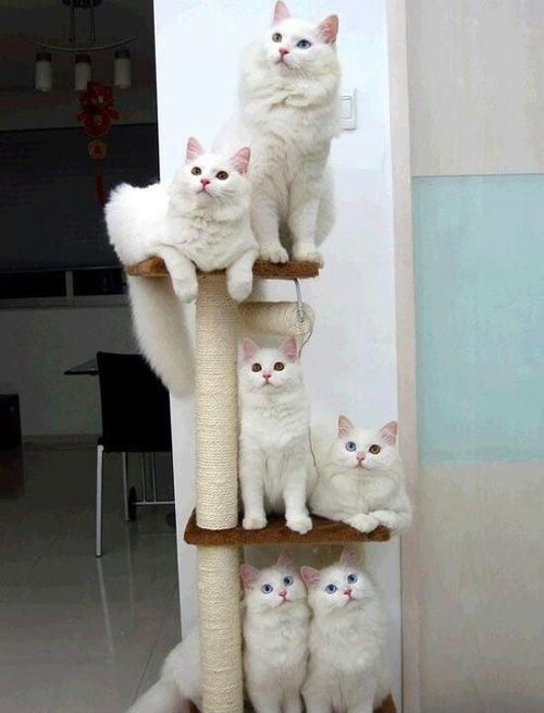 cat-saturday-193_zps352a3b4f.jpg~original