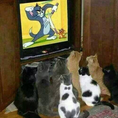 cat-saturday-20_zps699322fd.jpg~original
