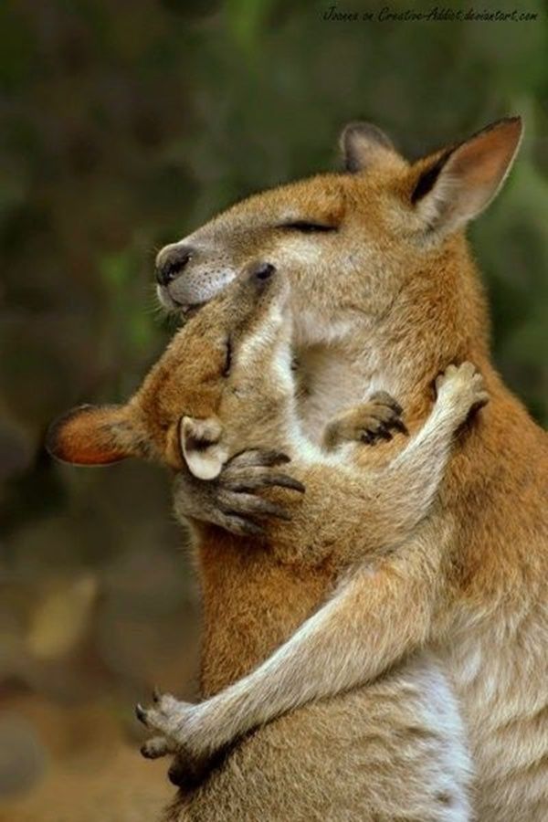 cute-animal-hugging-pictures-009_zps3ed7297c.jpg~original