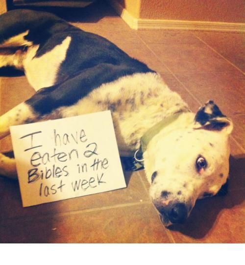 doggie_zps65c024ff.jpg~original