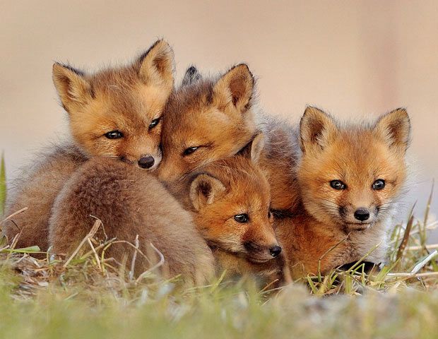 fox-cubs_1995030i_zpsb844bd40.jpg~original