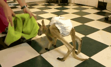 gif-bag-baby-kangaroo-782760_zpsb445751e.gif~original