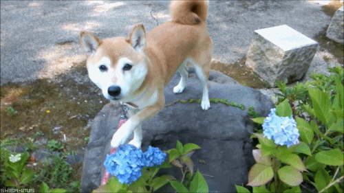 ifRDViS_zpse360ae33.gif~original
