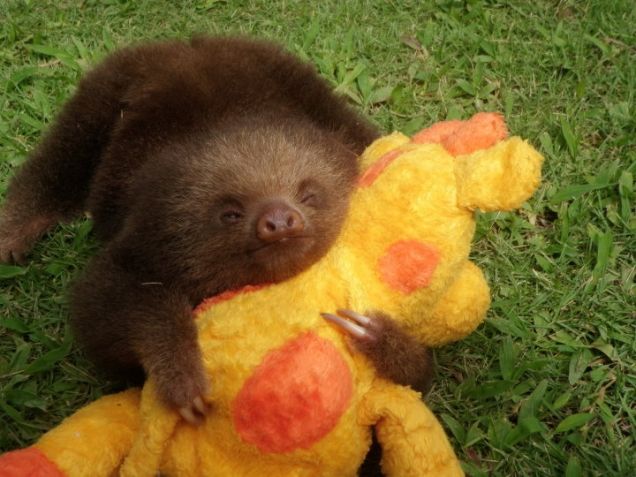 sloth-hugs-plush-toy_zpsb94ee695.jpg~original