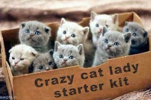 99359-crazy-cat-lady-starter-kit-mem-CBbJ_zpsqwei8ory.jpeg