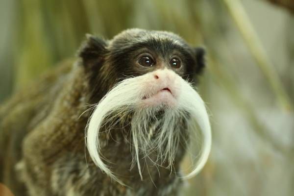 EmperorTamarinMonkey.jpg