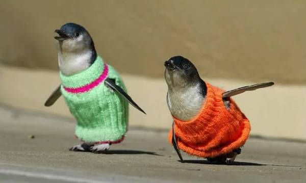 Whenanoilspillaffectspenguinstheyaredressedinknittedsweaterstostopthempreeningtheirfeathersandtokeepthemwarm.jpg