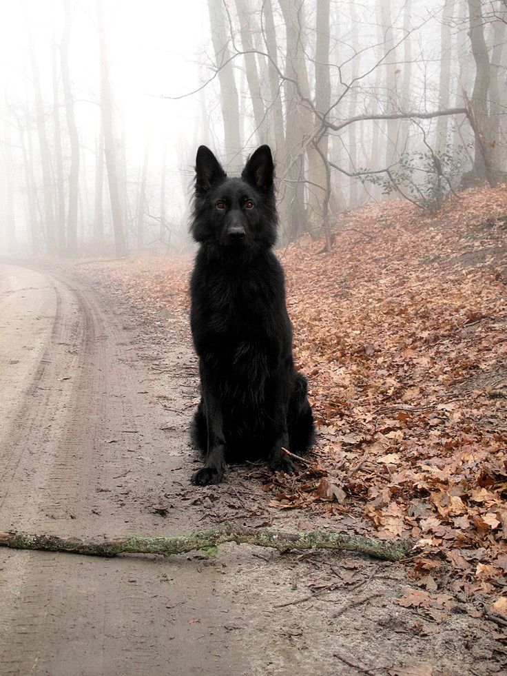 dog-forest-fog-creepy-711209_zps5f07938d.jpeg~original