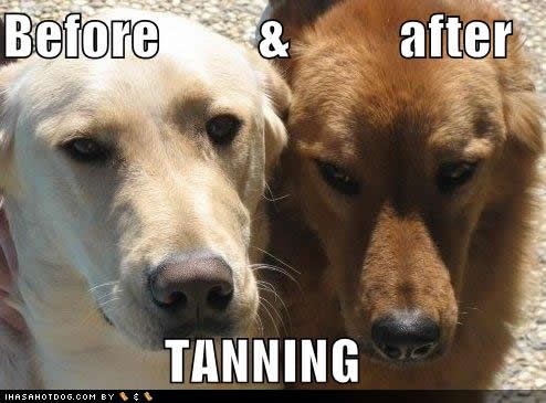 funny-dog-pictures-before-after.jpg