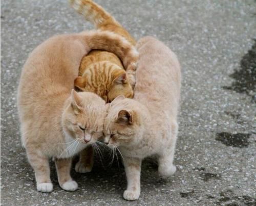 kib_zpsk0keialx.jpg~original