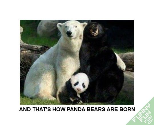the-way-panda-bears-are-born1_zps32320a83.jpg
