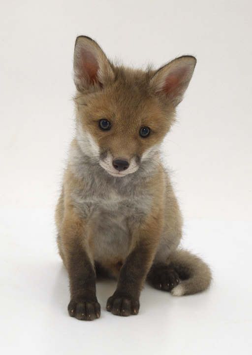 adorable_little_fox_cub_by_unsane_fox2.jpg