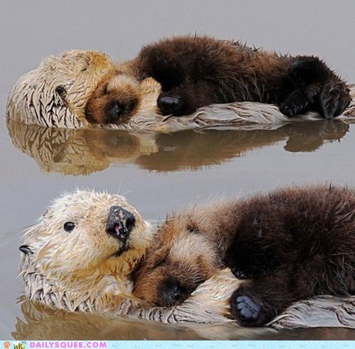 cute-animals-all-the-snuggles.jpg