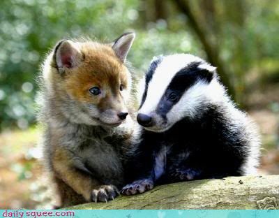 cute-baby-animals---british-squee.jpg