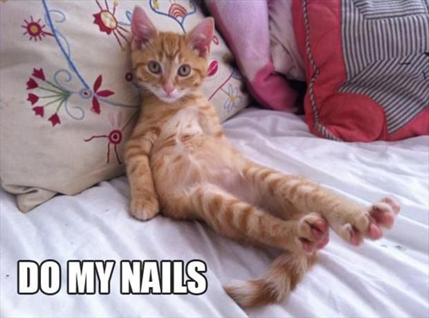 funny-cats-do-my-nails_zps838735f1.jpg