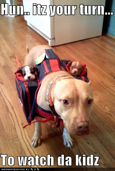 funny-dog-pictures-cute-puppy-pictures-loldogs-hun-itz-your-turn-to-watch-da-kids.jpg