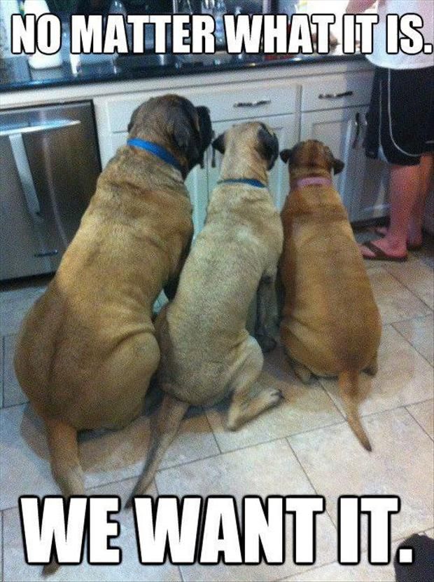 funny-dogs-dogs-want-people-food_zps5aaafb08.jpg