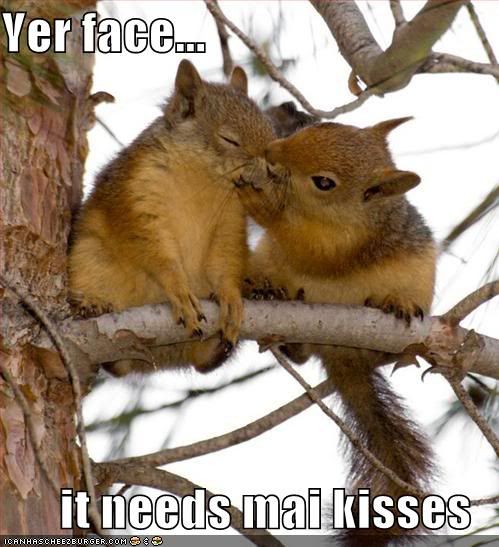 funny-pictures-kissing-squirrels-tree1.jpg