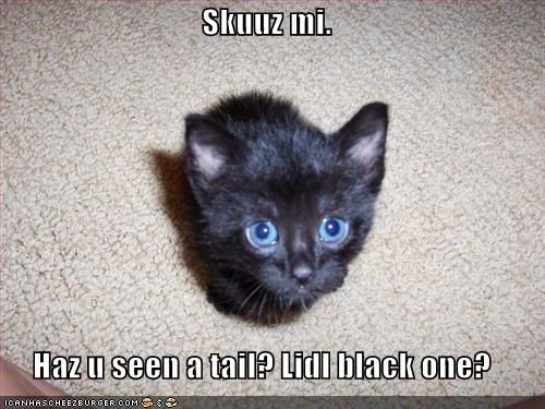 funny-pictures-kitten-cannot-find-his-tail-1.jpg