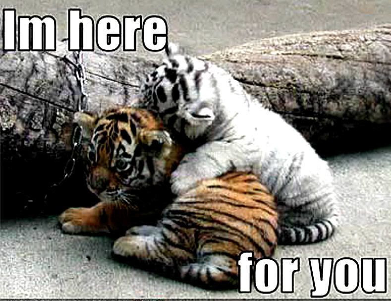 tiger-funny-animal-humor-20318997-789-608.jpg