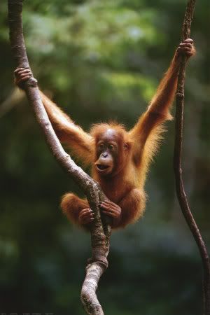 http://i202.photobucket.com/albums/aa144/Primate_bucket/2400-1197Orangutan-Baby-Posters.jpg