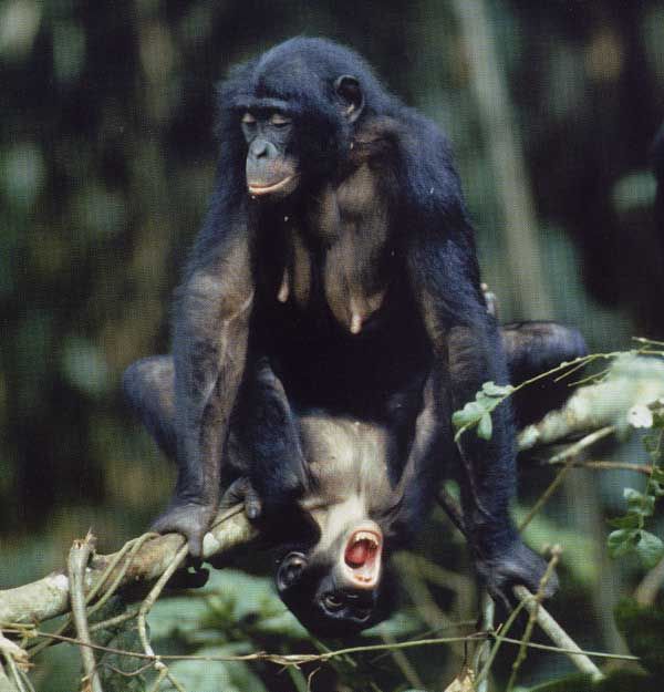chimp testes
