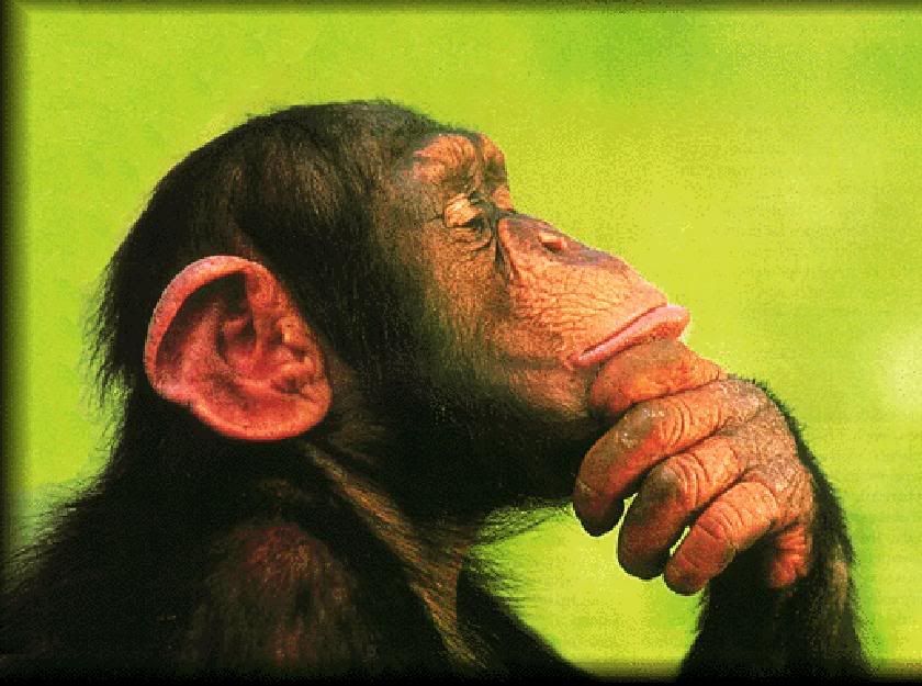 Image result for Thoughtful Chimpanzee