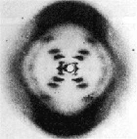 Rosalind Franklin 2 photo dna.jpg