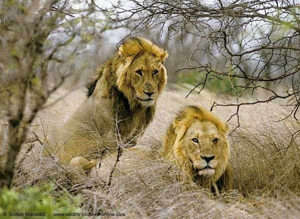 african lion wallpaper. African Lions Photo Gallery