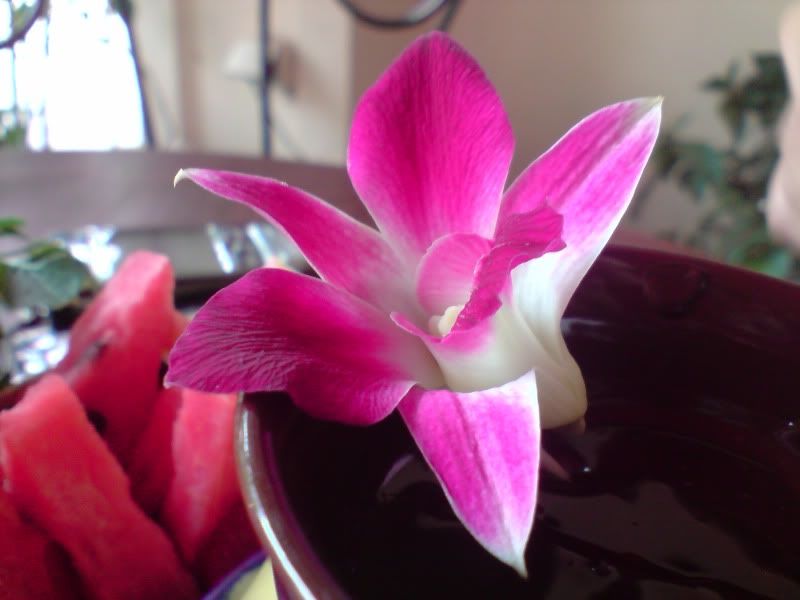 topic về những hình ảnh chụp bằng điện thoại di động - 5