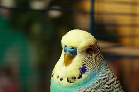 Разноцветные птички (18 фото)