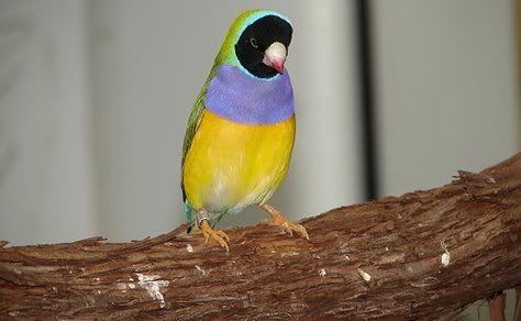 Разноцветные птички (18 фото)