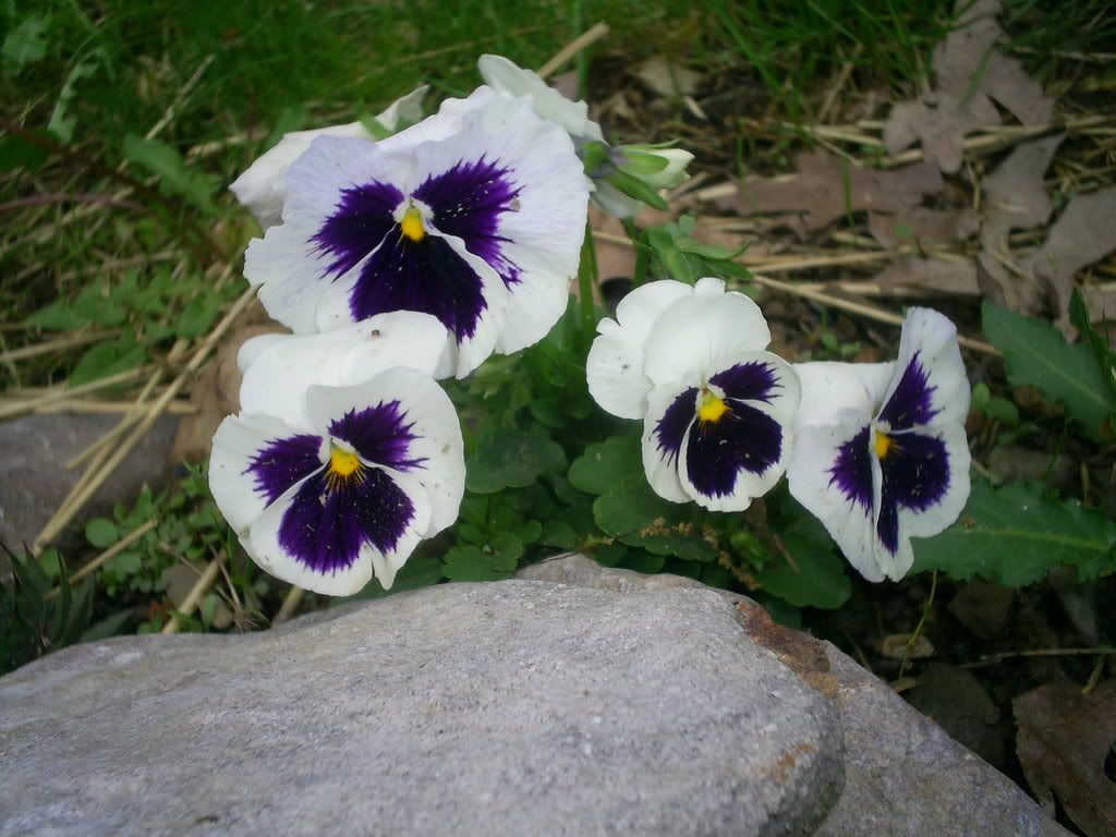 pansy