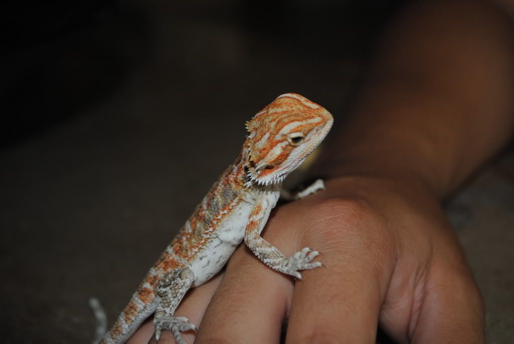 DSC_0621.jpg