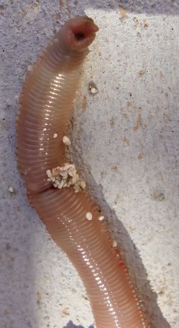 Homework help on worms