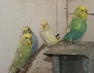 birdfamily.jpg