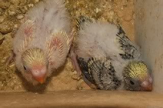 chicks.jpg