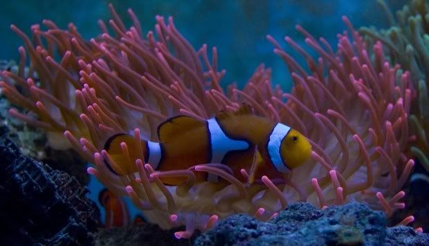 Clownfish4.jpg