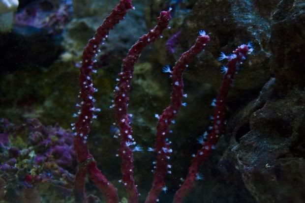 Gorgonian1.jpg