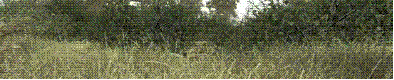 oie_14232737bT6E4G1d.gif