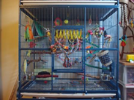 Conure and toys