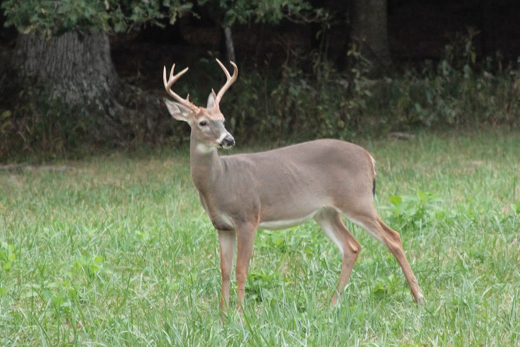 IMAGE: http://i202.photobucket.com/albums/aa210/dwest57/Deer6_edited-1.jpg
