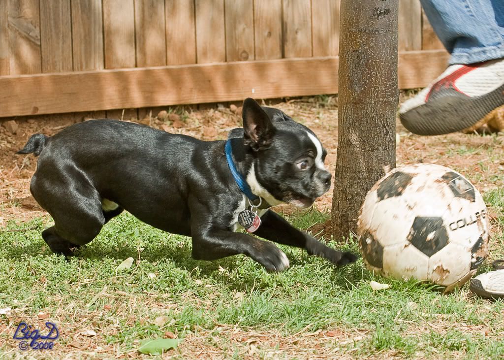 IMAGE: http://i202.photobucket.com/albums/aa210/dwest57/Soccer-Dog.jpg