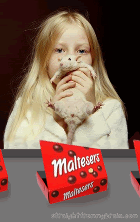 [Image: How20Maltesers20Are20Made.gif]